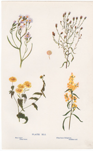 Sea Aster, Flea-bane Erigeron, Flea-bane, Golden-rod